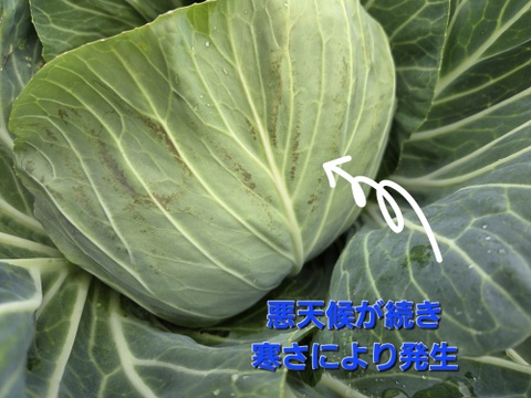 セール！自然栽培春キャベツ 1玉～2玉：青森県産の野菜｜食べチョク