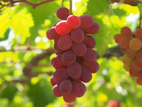 【ぶどうグランプリ2025🍇】入賞受賞商品★大粒で皮ごともOK！！バイオレットキング約1キロ　2～3房詰合せ