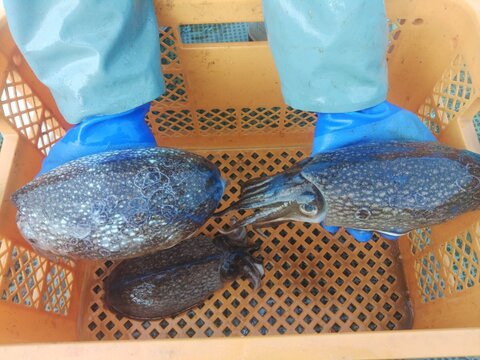 🦑生出荷コウイカ 4kg（約5-8杯）🌊定置網スミイカ✨刺身・寿司ネタに！日時指定不可📦🍣 寿司ネタ・刺し身・イカ焼きに最適！🚫 日時指定不可｜キロ数バリエーション有📏🌊 墨イカ朝獲れ