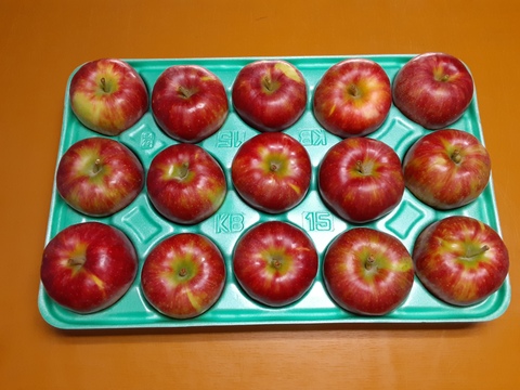 極早生品種のリンゴ！シナノレッド（１４～１６個）【贈答用】