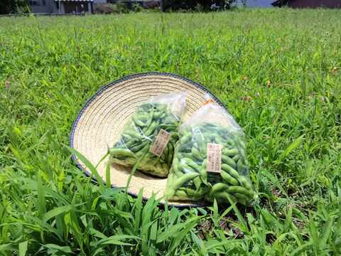 【値引き訳アリ】さやが黄色っぽくなってしまいましたが、中身はめちゃおいしいと評判！秋のえだまめ　有機JAS　たっぷり2ｋｇ　鹿児島県産　パンパンぷっくり食べごたえ◎　そのやま農園