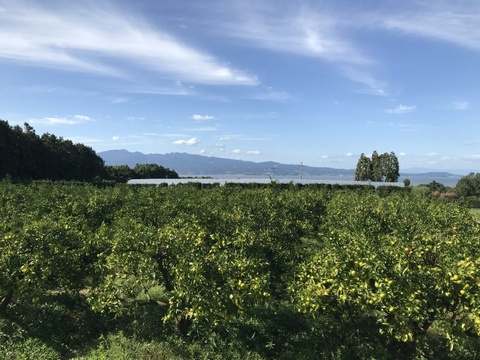 長崎県雲仙市産　岩崎早生みかん3kg