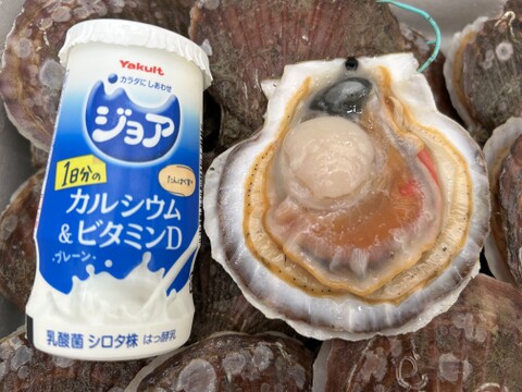 バーベキューに最適！旨くてあまい！２年越冬貝の野辺地ホタテ！35枚