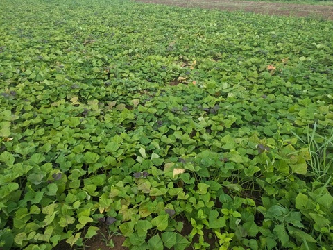 発送中🍠もはやスイーツ！ねっとり甘い安納芋Mサイズ10KG 焼き芋にピッタリ！五島の海水を使って育てました！農薬/化学肥料不使用 サツマイモ/さつまいも