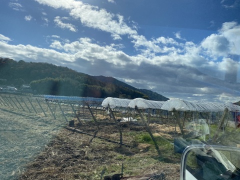 夏ギフト　青リンゴ味の赤ぶどうサニードルチェとエメラルドの輝きシャインマスカット2房入箱（一房約400〜500g）