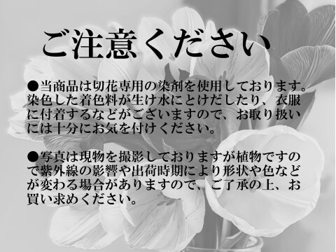 染チューリップ　10本　パープル　発送日は1月中以降となります。　※北海道・沖縄発送不可※