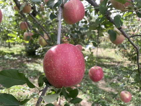 信州産サンふじりんご5キロ