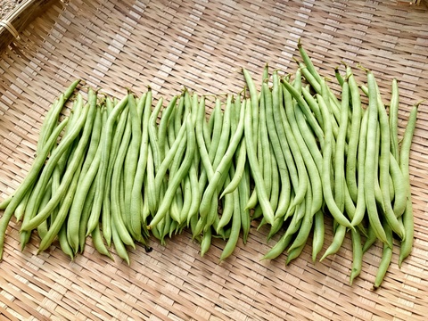 6月発送【冷蔵便】さやインゲン 1.8kg