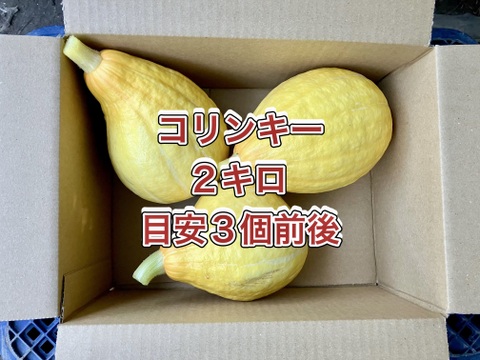 【鹿児島産】甘塩コリンキー箱込み2キロ^_^