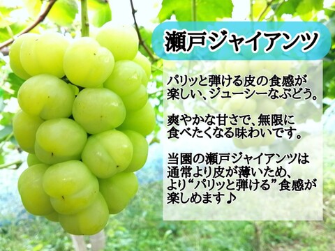 フルーツ王国岡山がうみだした【訳あり】瀬戸ジャイアンツ2kg