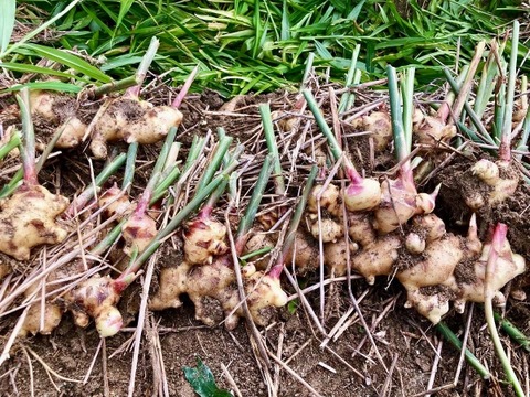 キリッと香りが良い！生姜3kg（糸島産・農薬＆化学肥料不使用）