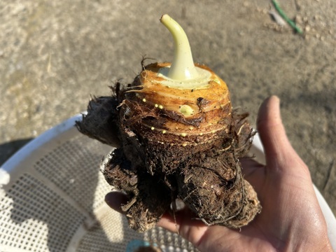 ホクホク旨い！味が濃い！白芽里芋2kg