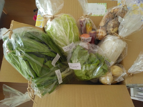 自然栽培野菜一人暮らしの方にオススメセット【7〜9 種類】