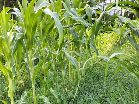 【自然栽培】甲州とうもろこしの粒　500g