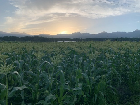 【2025年初登場】大槻農園の厳選“特別2Lサイズとうもろこし”｜9〜12本入り