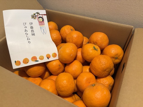 コクのある味わい　カラマンダリン【家庭用(訳あり)】[10kg]　326-4