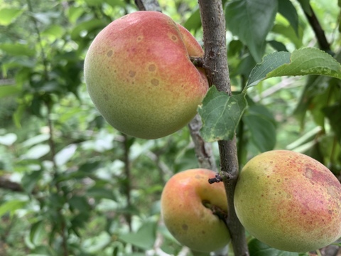 まじりっけなし！自然栽培 梅干用｢杉田梅｣1.7kg