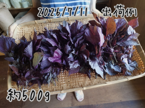 奥出雲産自然栽培赤しそ