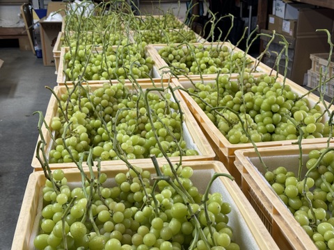 【クール便】山梨県産ぶどう【シャインマスカット】1kg〜1.2kg前後(2〜3房) 種なし