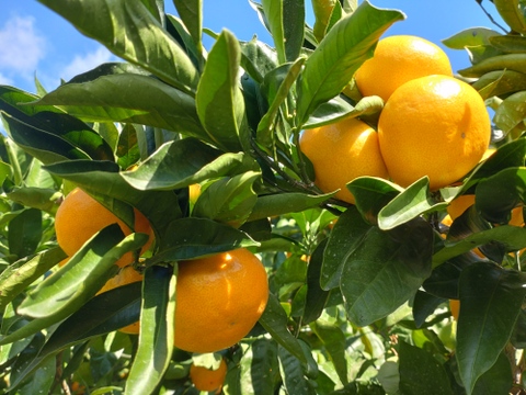 【数量限定】お買い得‼️Lサイズばかり　興津早生みかん🍊　10kg(箱込み)