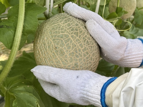 栽培歴45年の農家がつくる濃厚マスクメロン(1.8kg×2玉)