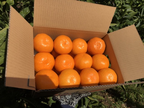 M～Lサイズ3kg:とみ子ばぁばの宮川早生糖度12度以上！和歌山県有田産【夜市限定】