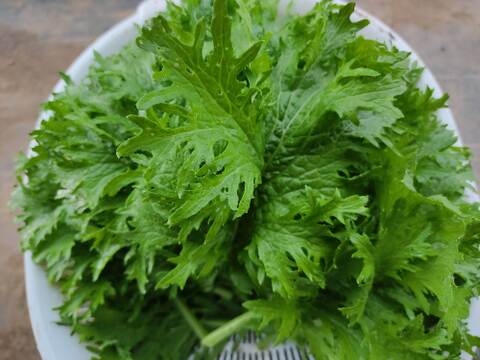 ✨農薬・化成肥料不使用のサラダセット（水菜500g+ミックスレタス300g+わさびリーフ150g）✨