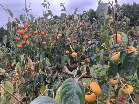 【日本唯一かも】自然栽培の柿ジャムたっぷり300g1本