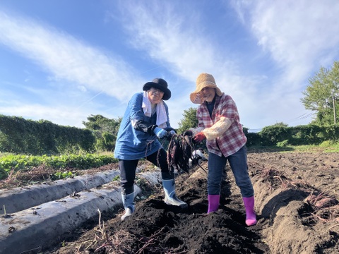 しっとり甘〜い！大山育ち熟成紅はるか3キロ