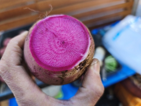 芯まで赤く、シャキシャキ食感、紅くるり大根。