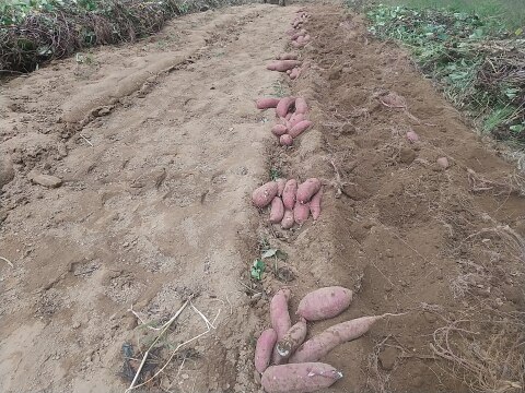 ねっとり極甘　さつまいも　紅はるか５Kg