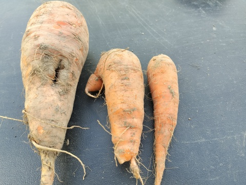 【自然栽培】訳あり人参🥕　3kg