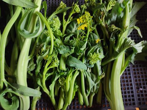 🌿【今だけ限定】春を告げる「高菜の花芽」約300g 〜ほろ苦さと甘みを楽しむ旬野菜〜｜農薬・化成肥料不使用｜🌿