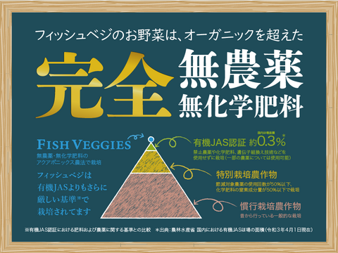 新鮮！採れたて！農薬・化学肥料不使用！ケールとレタスの定期便 6個セット