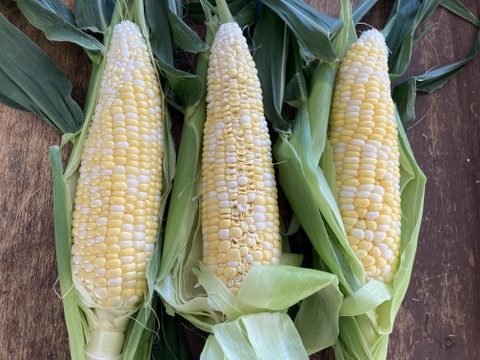 【訳ありで超お買い得！】甘くて柔らか信州産スイートコーン【12本入】