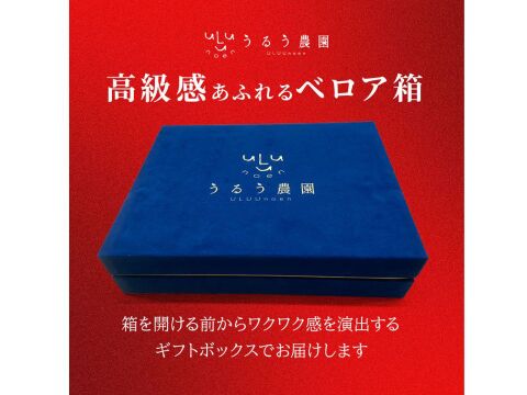 極上あまおう400ｇ　～ベロアギフトボックス～【冬ギフト】