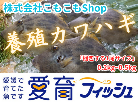 お試し！『養殖カワハギ4尾入/箱』活〆付