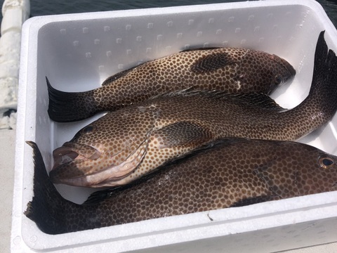 【活き締め】刺身用オオモンハタ大型3匹。2.5〜3kg （船上出品）　
刺身　ハタ　魚