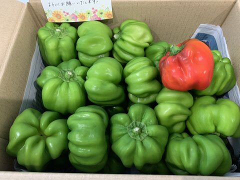 新潟の伝統野菜　神楽南蛮(かぐらなんばん) 約１kg