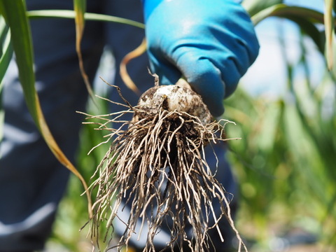 訳あり土付き「生にんにく」30玉【たくさん食べたい人向け】6月中旬以降お届け