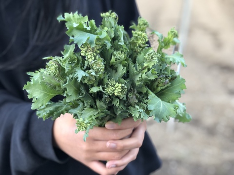 (10P)食べるブーケ [信州産] 苦くないクセがない冬菜の菜花