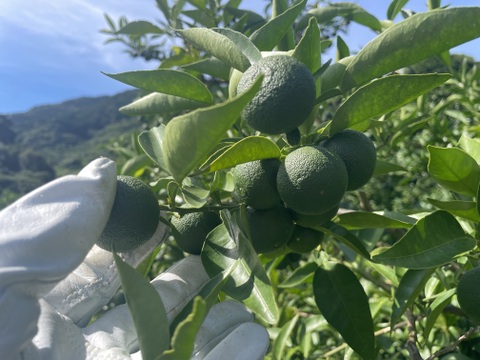 太陽の光をたっぷり浴びた『山上すだち』（贈答用・1,000g）