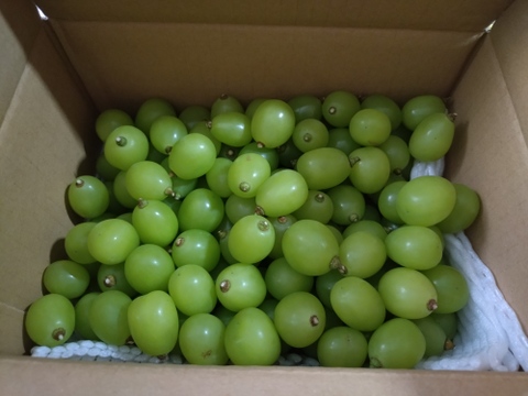 訳あり！お得な粒の『シャインマスカット』約2kg