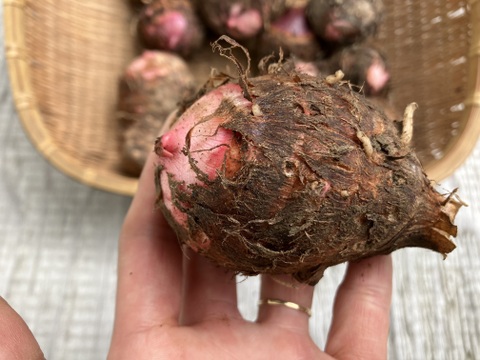 自然栽培〈赤目里芋〉大分県さといも10㎏
