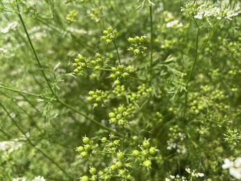 今しかない貴重な緑の宝石『フレッシュコリアンダーシード』枝付き１５０g×２