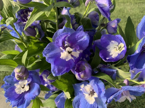 青系デルフィニウム(エラータム系)12本入り