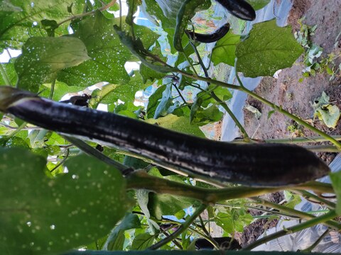 ✨カボチャ約1.5㎏と旬のお野菜セット✨