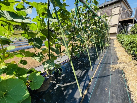 旬の野菜セット5品〜[4.5キロ入り]「果菜類は当日収穫当日出荷」横浜市内産
