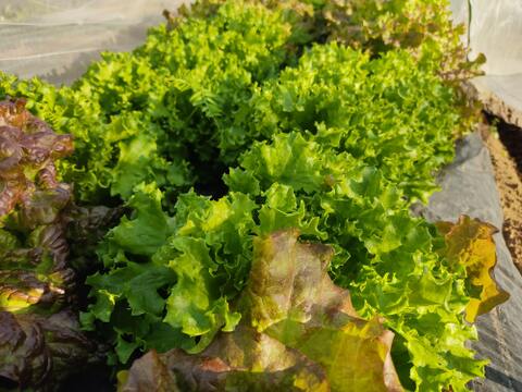 🍃【朝採り】旬の株どりレタス2株 ＋ 旬野菜の詰め合わせBOX🍃