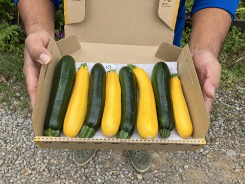 色鮮やか💛石垣島産ズッキーニ 不揃い7〜8本入り